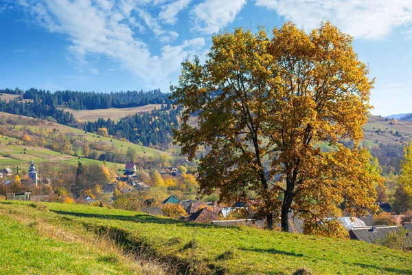 Baum Herbstlaub Auf Dem Hügel Herbstliche Ländliche Landschaft Einem Sonnigen — Stockfoto