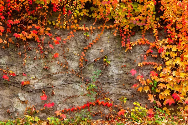 Autumnal Background Colorful Foliage Ivy Plant Stone Wall Seasonal Beauty — Stock Photo, Image