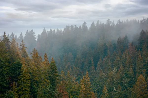 Bosque Coníferas Día Niebla Fondo Naturaleza Verde Con Cielo Gris — Foto de Stock