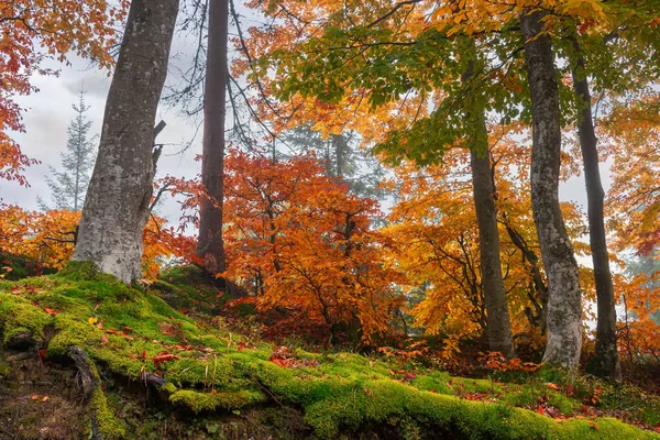 霧の朝の秋の森 カラフルな葉のブナの木 美しい自然を背景に 雨の日 — ストック写真