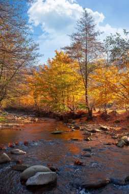 Nehirli sonbahar manzarası. Güneşin doğuşunda güzel bir kır manzarası. Sudaki taşlar ve kıyıdaki sarı yapraklardaki ağaçlar. Bulutlar mavi sabah gökyüzünde