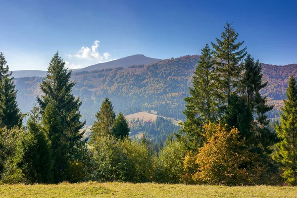 Paisaje Con Bosque Coníferas Colina Hermoso Paisaje Natural Una Mañana — Foto de Stock