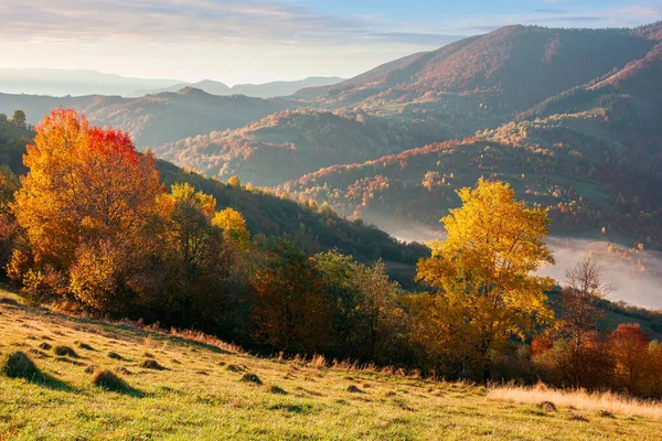 秋天的乡村风景 五彩缤纷的山峦上的树木 晨光下朦胧的风景 喀尔巴阡山脉的自然美 — 图库照片