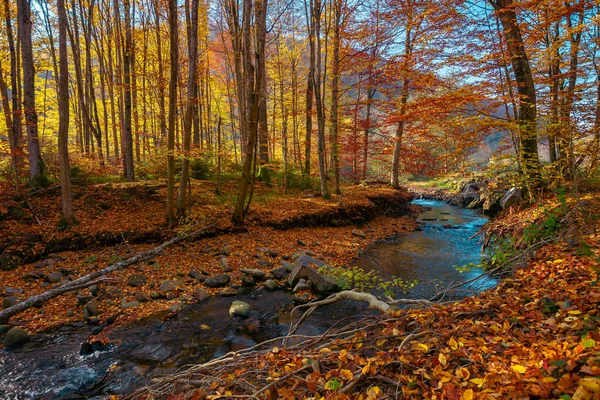 Rio Montanha Floresta Outono Paisagem Natureza Maravilhosa Luz Manhã Árvores — Fotografia de Stock