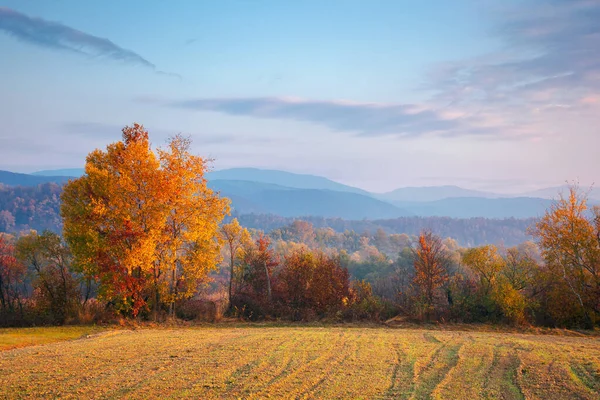秋天日出时的乡村风景 秋末季节美丽的山地乡村 空旷的田野红色和橙色叶子的树 朦胧的气氛 — 图库照片