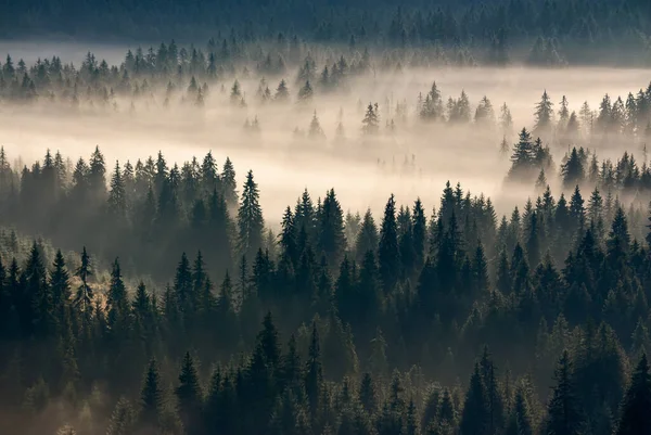Scenario Nebbioso Valle All Alba Bellissimo Sfondo Naturale Con Conifere — Foto Stock