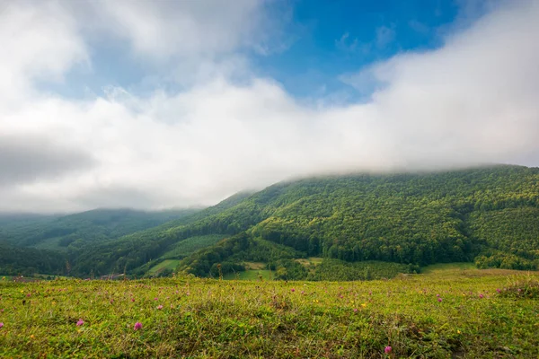 Travnatá Louka Horách Krásná Karpatská Krajina Ranním Světle Nádherné Venkovské — Stock fotografie