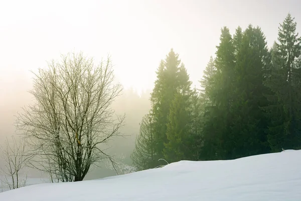 Деревья Утреннем Тумане Заснеженном Холме Красивый Зимний Пейзаж Солнечную Погоду — стоковое фото