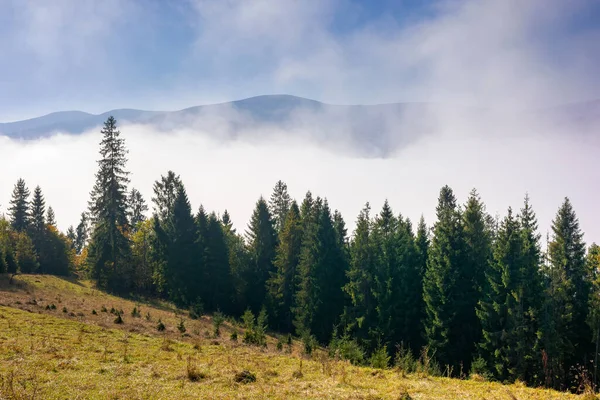 Bosque Coníferas Colina Paisaje Naturaleza Una Mañana Niebla Brillante Hermoso — Foto de Stock