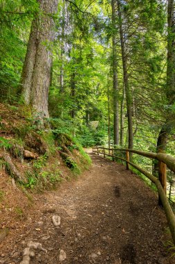 Ormana giden yol. Yazın harika doğa manzarası. Öğleden sonra güneşli bir hava. Açık hava aktiviteleri için harika bir yer.