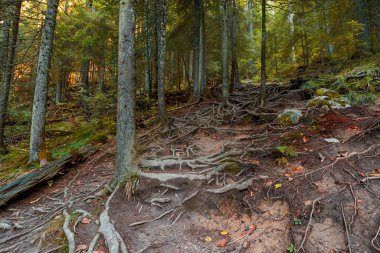 Antik orman boyunca dik bir yol. Yerdeki kayalar ve kökler. Apuseni doğal parkında sonbahar sezonu, Romanya