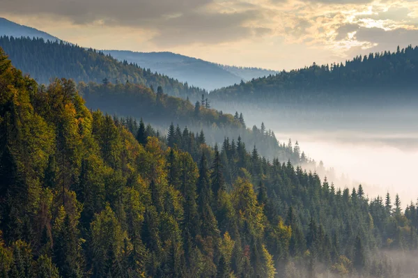 Neblige Talkulisse Bei Sonnenaufgang Schöne Naturkulisse Mit Nadelbäumen Nebel Berglandschaft — Stockfoto