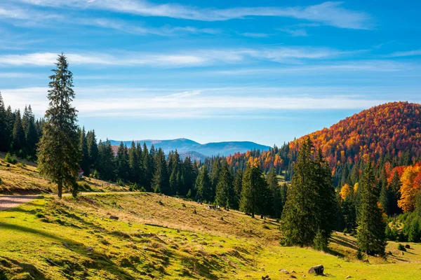 Herfst Landschap Bergen Bomen Grazige Weide Helling Open Zicht Vallei — Stockfoto