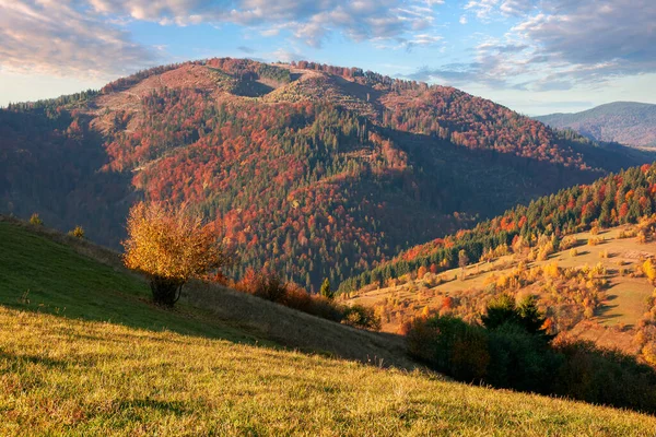 Herbstliche Berglandschaft Abendlicht Schöne Karpaten Landschaft Herbstlichen Farben Grasbewachsene Hügel — Stockfoto