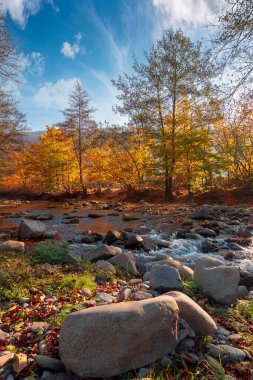 Nehirli sonbahar manzarası. Güneşin doğuşunda güzel bir kır manzarası. Sudaki taşlar ve kıyıdaki sarı yapraklardaki ağaçlar. Bulutlar mavi sabah gökyüzünde