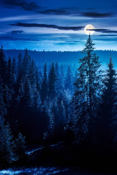 Forêt Conifères Nuit Brumeuse Arbres Pied Une Colline Pleine Lune — Photo