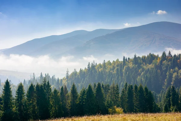 Jehličnatý Les Kopci Přírodní Scenérie Jasného Mlhavého Rána Krásná Horská — Stock fotografie
