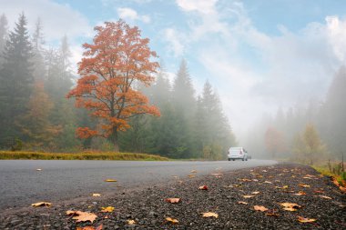 Ormanda yeni asfalt yol. Harika bir sonbahar manzarası. Sisli havada yolda görüş mesafesi düşük.