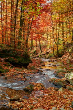 Nehirli sonbahar manzarası. Sonbahar mevsiminde güzel doğa manzarası. Taşlar ve ağaçlar hızlı akışların kıyılarında renkli yapraklarla. Parlak güneşli hava