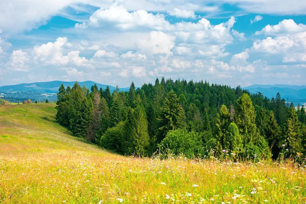 forest on the meadow beneath a clouds on the sky. beautiful outdoor background of carpathian countryside in summer