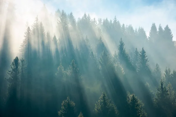Luz Solar Através Nevoeiro Floresta Árvores Coníferas Colina Maravilhoso Outono — Fotografia de Stock