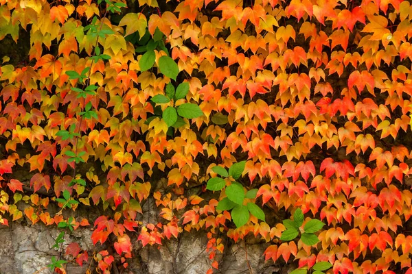 石垣の上にツタの葉がカラフルな秋の背景 自然界の四季折々の美しさ — ストック写真