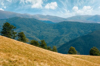 Tepedeki kayın ağaçları. Kuru sarı otları olan boş bir çayır. Mavi gökyüzü güneşli. Ağustostaki Karpat dağlarının kırsal manzarası