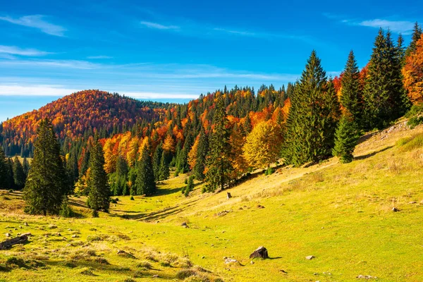 Paisaje Otoño Las Montañas Árboles Prados Herbosos Ladera Vista Abierta —  Fotos de Stock