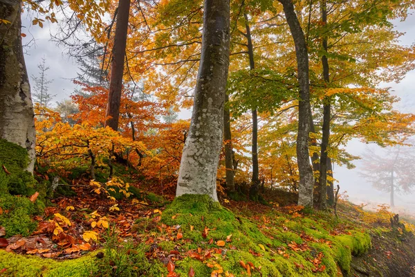 Forêt Automne Par Une Matinée Brumeuse Hêtres Dans Feuillage Coloré — Photo