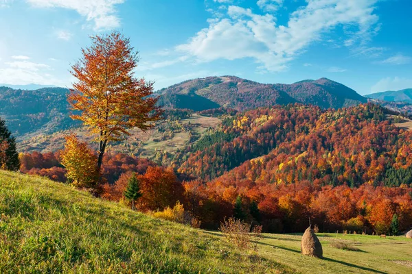 秋天的乡村风景 下午美丽的乡村风景 五彩缤纷的树 生长在青草丛生的小山上 蓝天上有蓬松的云彩 — 图库照片