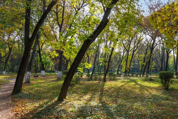 Městský Park Slunečného Podzimního Dne Stromy Zeleném Žlutém Listoví — Stock fotografie