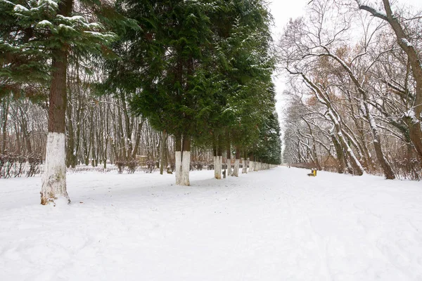 Park Miejski Pochmurny Zimowy Dzień Rząd Drzew Iglastych Wzdłuż Szlaku — Zdjęcie stockowe