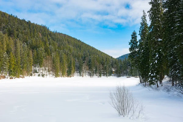 Dağlardaki Kış Manzarası Güneşli Bir Günde Kozalaklı Ormanlı Güzel Bir — Stok fotoğraf
