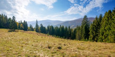 Tepedeki kozalaklı ormanın manzarası. Güneşli bir sabahta güzel bir doğa manzarası. Sonbaharda gökyüzünde bulutlar olan muhteşem Karpatya dağ manzarası