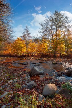 Nehirli sonbahar manzarası. Güneşin doğuşunda güzel bir kır manzarası. Sudaki taşlar ve kıyıdaki sarı yapraklardaki ağaçlar. Bulutlar mavi sabah gökyüzünde