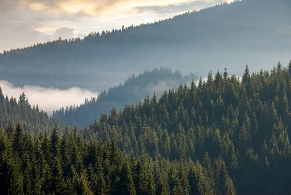 Mglisty Krajobraz Doliny Wschodzie Słońca Piękne Tło Natury Drzew Iglastych — Zdjęcie stockowe