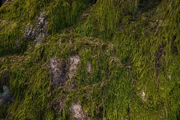 Naturaleza Textura Musgo Verde Árbol — Foto de Stock