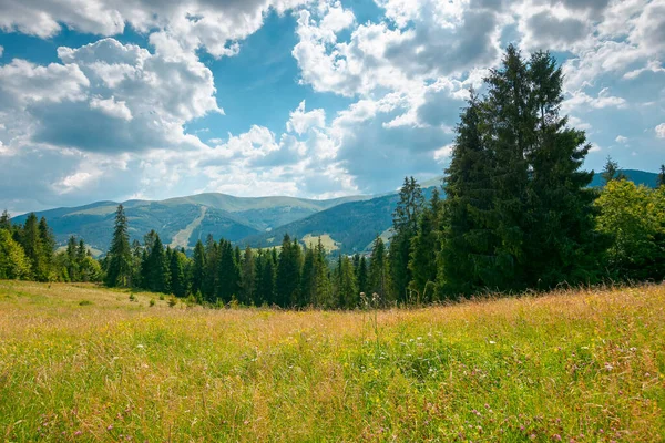 Horská Krajina Loukou Lesem Krásná Krajina Scenérie Létě Jehličnaté Stromy — Stock fotografie