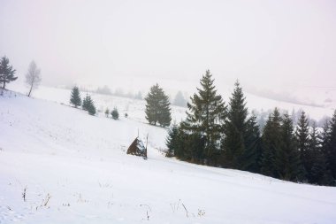 Sisli bir sabahta kırsal bir kış manzarası. Karla kaplı tepelerde kozalaklı ağaçlar. gizemli atmosfer