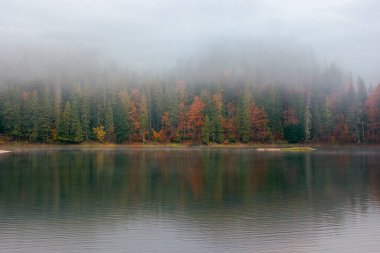 Sisli bir sabahta sinnevyr Gölü. Sonbaharda ulusal parkın güzel doğa manzarası. gizemli atmosfer ve bulutlu gökyüzü. Rengarenk yapraklı ağaçlar suya yansıyor.