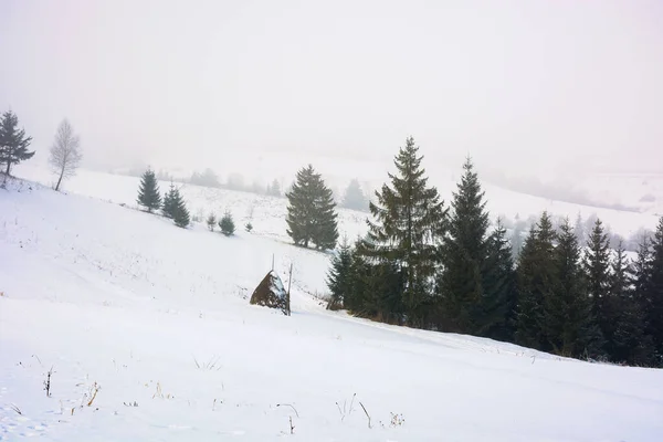 Krajobraz Zimowy Krajobraz Mglisty Poranek Drzewa Iglaste Pokrytych Śniegiem Wzgórzach — Zdjęcie stockowe