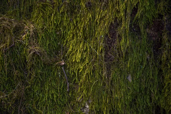 Primer Plano Del Musgo Verde Árbol Hermoso Fondo Naturaleza — Foto de Stock