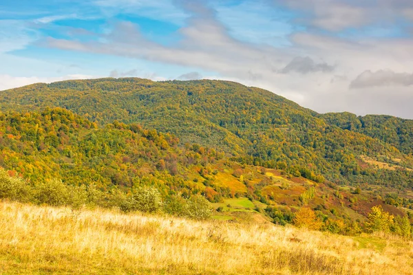 Grassige Weide Heuvel Kleurrijke Landschap Met Beboste Bergen Herfst Bewolkt — Stockfoto