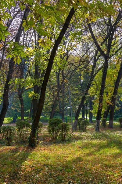 Park Miejski Słoneczny Jesienny Dzień Drzewa Zielonych Żółtych Liściach — Zdjęcie stockowe