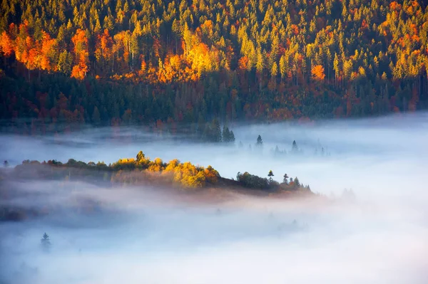 Nebel Tal Schöne Herbstliche Morgenlandschaft Den Bergen Bäume Buntem Laub — Stockfoto