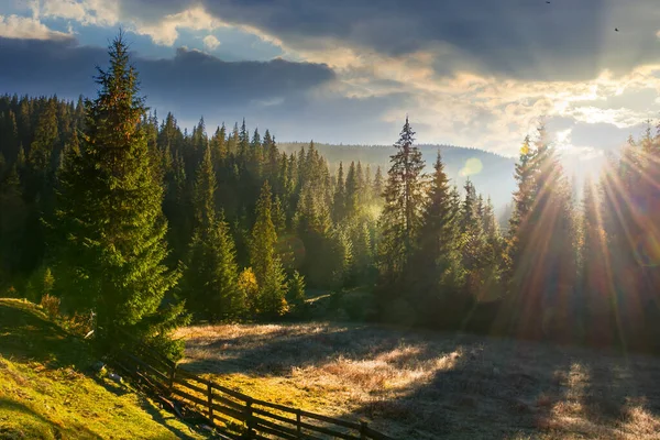 Countryside Landscape Spruce Forest Valley Wonderful Outdoor Nature Background Sunrise — Stock Photo, Image