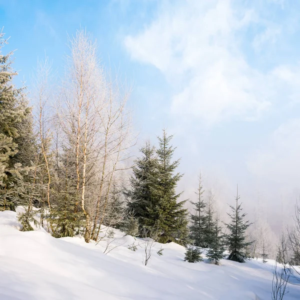 Лес Холме Морозным Утром Зимой Красивый Белый Сезон Фон Природы — стоковое фото