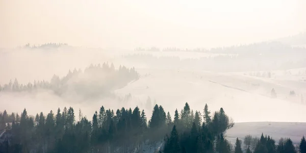 Poranna Mgła Zimą Las Iglasty Wzgórzach Mgle Wspaniałe Krajobrazy Natury — Zdjęcie stockowe