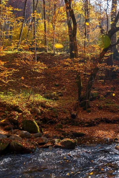 Fluxo Água Floresta Belo Outono Paisagem Natureza Com Folhagem Colorida — Fotografia de Stock