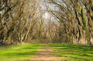Parktaki yapraksız ağaçlar. Yerde yeşil çimenler var. Baharın ilk zamanlarında doğa manzarası. Öğleden sonra güneşli ve güneşli bir havada.